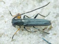 Cerambycidae