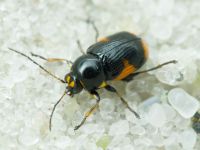 Cryptocephalus (Cryptocephalus) moraei