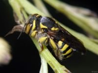 Anthidium manicatum