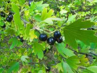 Ribes aureum