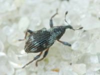 Tanysphyrus lemnae