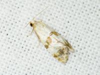 Phalonidia contractana