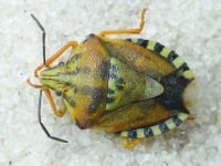 Carpocoris pudicus