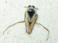 Notonecta glauca