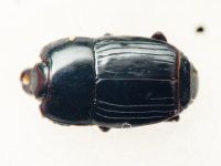 Platysoma compressum