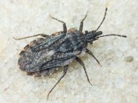 Aradus betulae