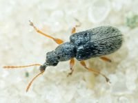 Cimberis (Cimberis) attelaboides