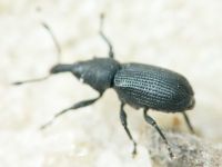 Magdalis (Odontomagdalis) armigera