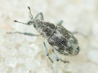 Rhinoncus albicinctus