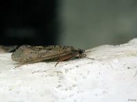 Trichoptera