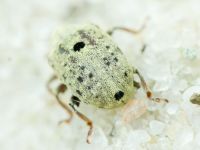 Cionus clairvillei