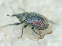 Rhinusa tetra