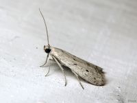 Homoeosoma nebulella