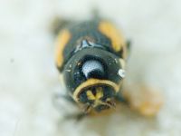 Cryptocephalus (Cryptocephalus) moraei