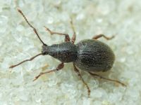 Otiorhynchus velutinus