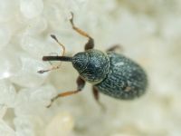 Mecinus plantaginis
