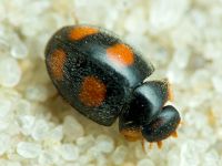 Platynaspis luteorubra