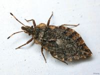 Aradus betulae