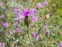 Centaurea stoebe