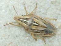 Aelia rostrata