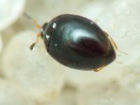 Orthoperus