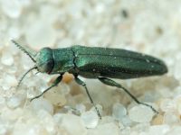Agrilus angustulus angustulus
