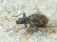 Curculionidae