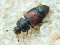 Carpophilus (Carpophilus) lugubris