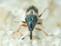 Nanophyinae