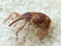 Anthonomus (Furcipus) rectirostris