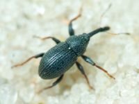 Anthonomus (Anthonomidius) rubripes