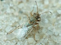 Nysius senecionis