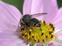 Megachile willughbiella