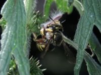 Anthidium manicatum