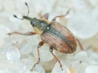 Gymnetron villosulum