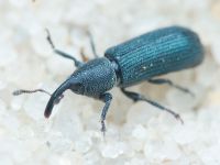 Mecinus janthinus