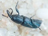 Mecinus janthinus