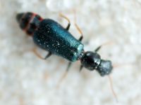 Insecta