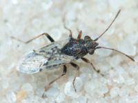 Nysius