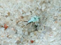 Phytocoris