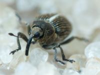 Curculionidae