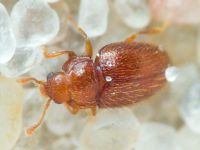 Mycetaea subterranea