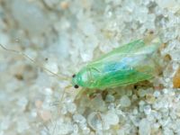 Miridae