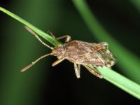 Rhopalidae