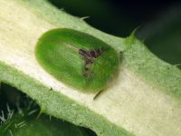 Cassida (Cassida) rubiginosa