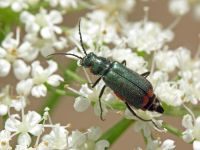 Malachius bipustulatus