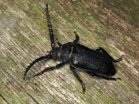 Prionus coriarius