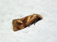Phalonidia contractana