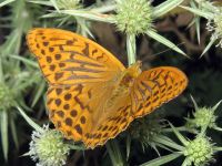 Argynnis paphia