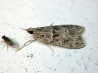 Scoparia